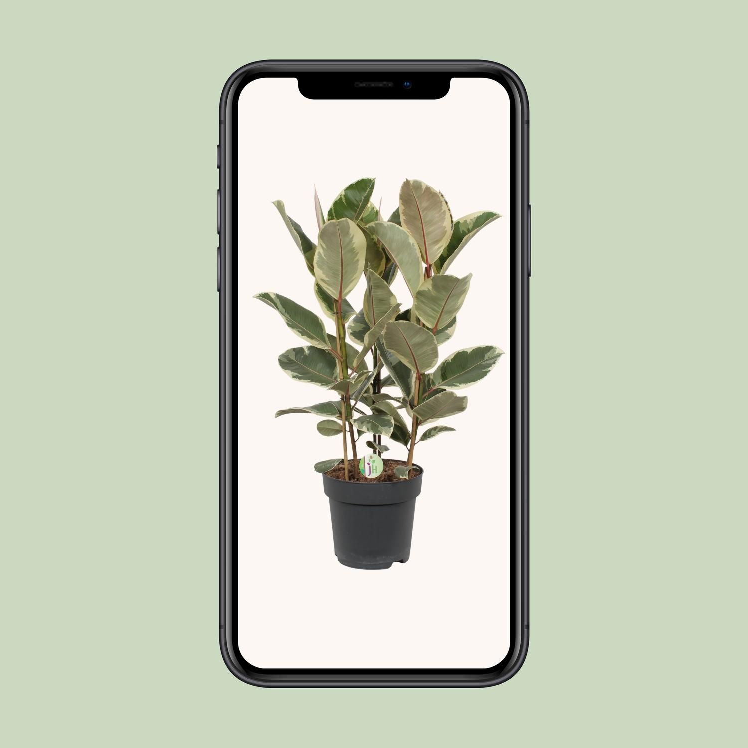 Ficus Tineke (10043)
