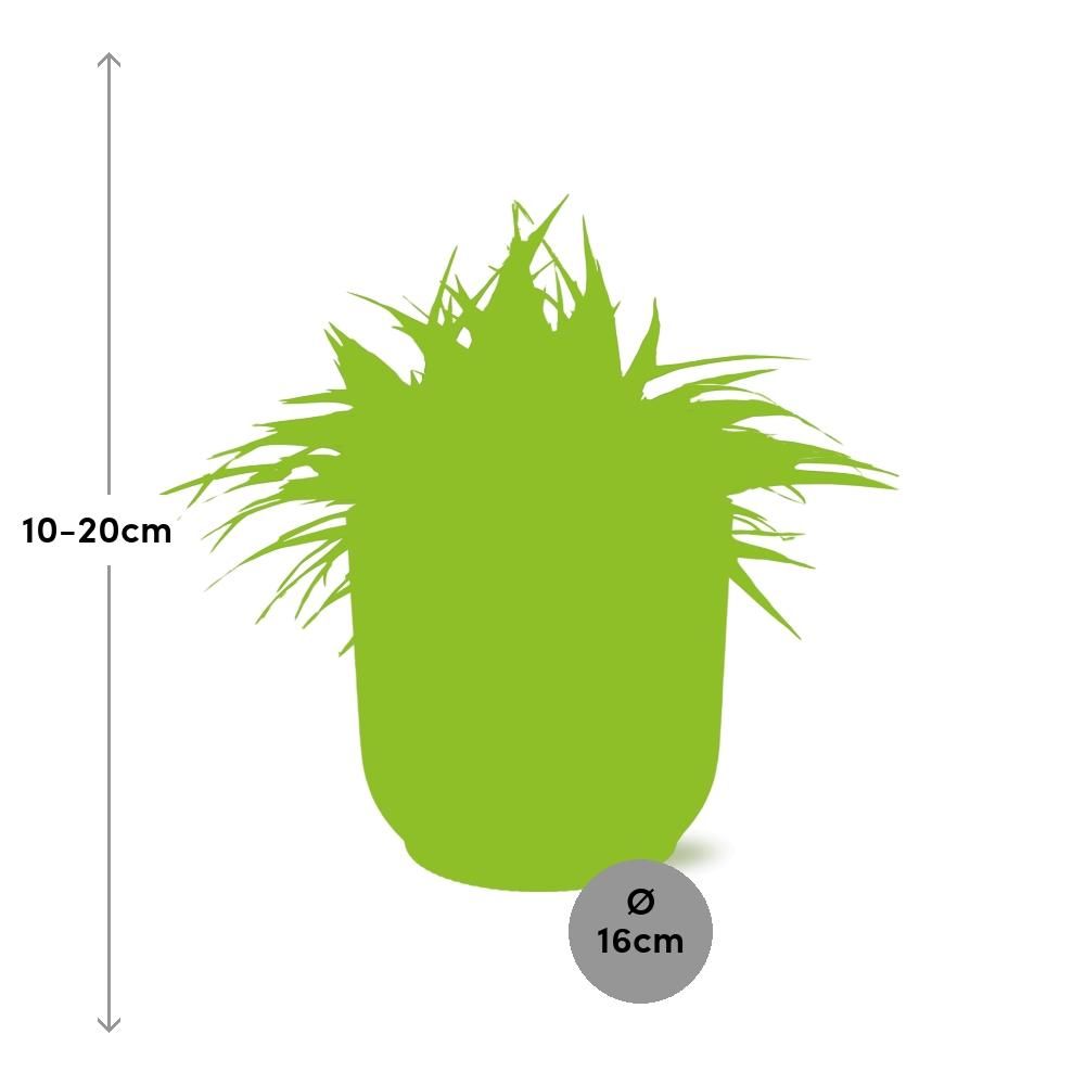 Chlorophytum Ocean 15cm in ELHO Vibes Fold 16cm round delicate pink (23240)