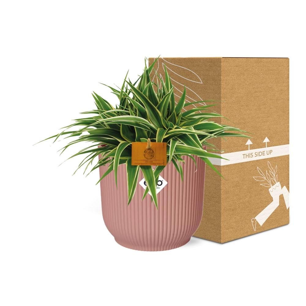 Chlorophytum Ocean 15cm in ELHO Vibes Fold 16cm round delicate pink (23240)
