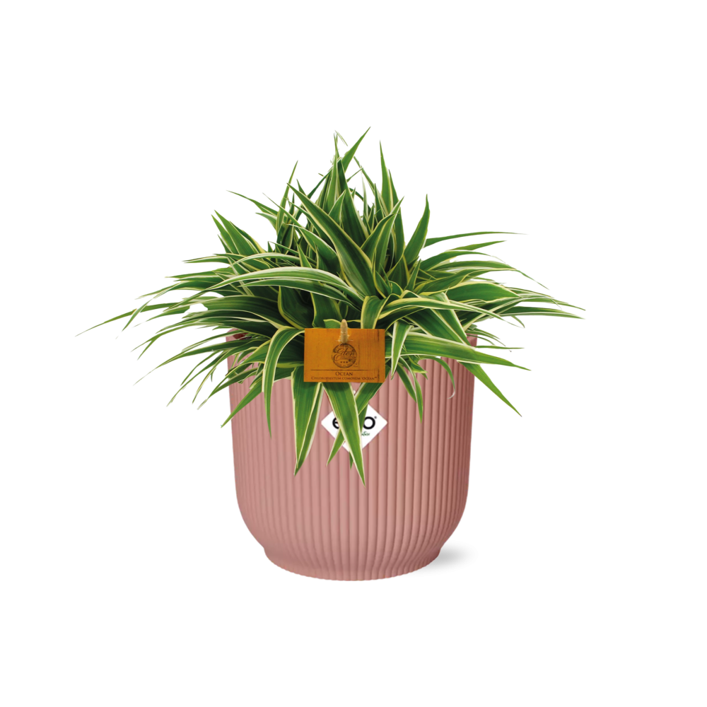 Chlorophytum Ocean 15cm in ELHO Vibes Fold 16cm round delicate pink (23240)