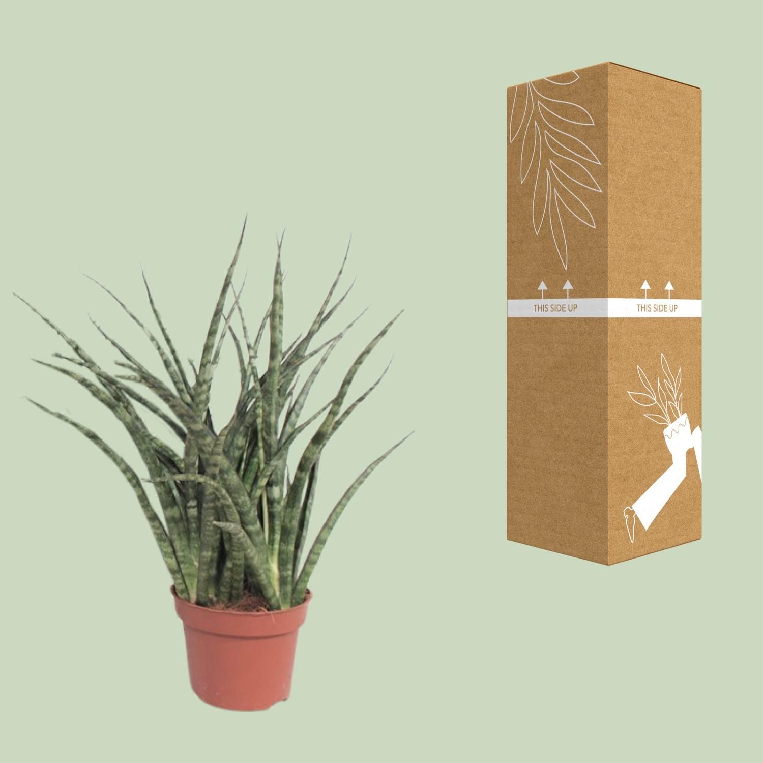 Sansevieria Fernwood Punk (10067)