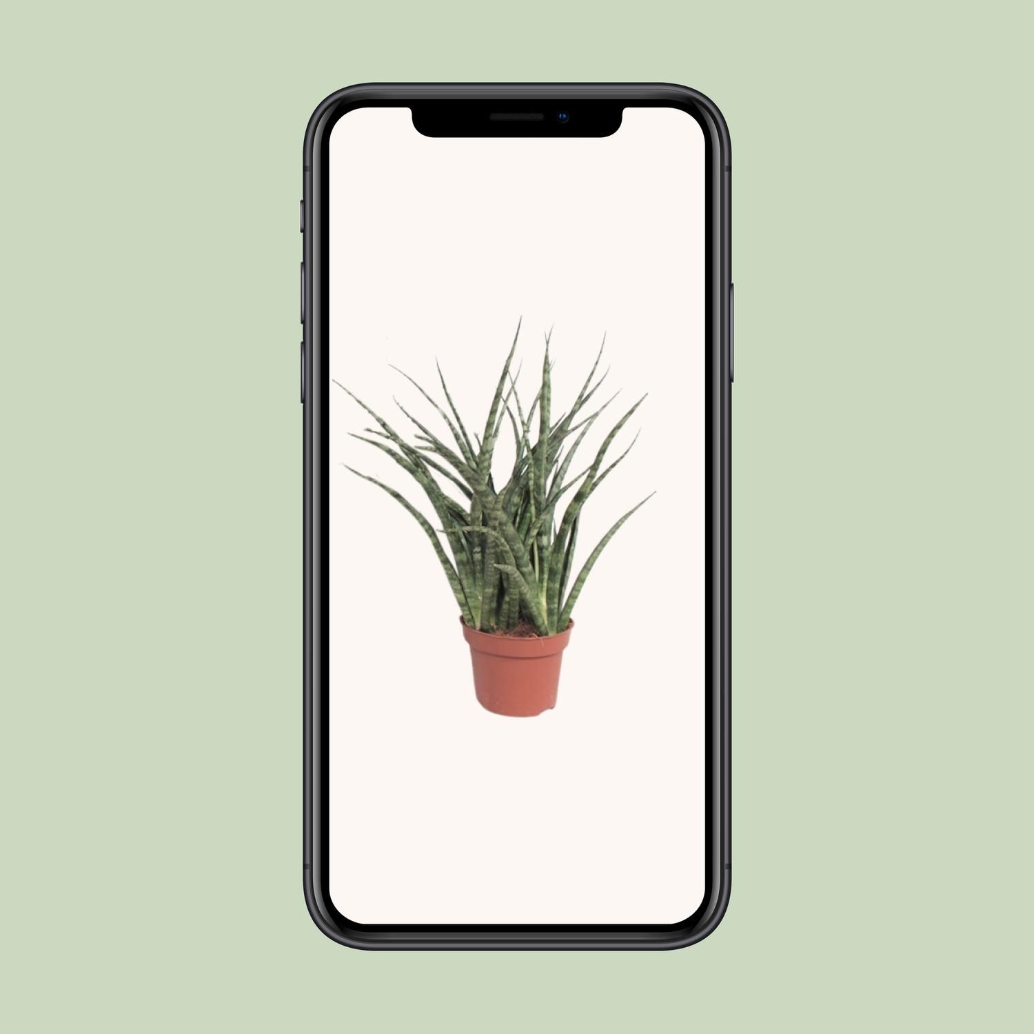 Sansevieria Fernwood Punk (10067)