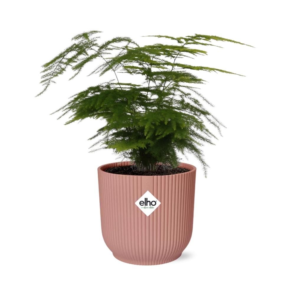Asparagus Setaceus ‘Plumosus’ in ELHO Vibes Fold 14cm roze (21729)