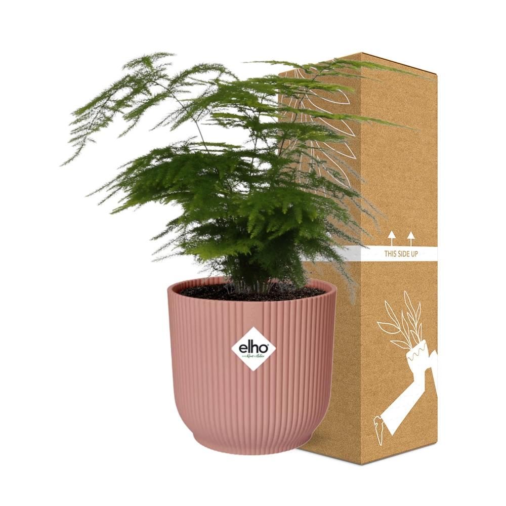 Asparagus Setaceus ‘Plumosus’ in ELHO Vibes Fold 14cm roze (21729)
