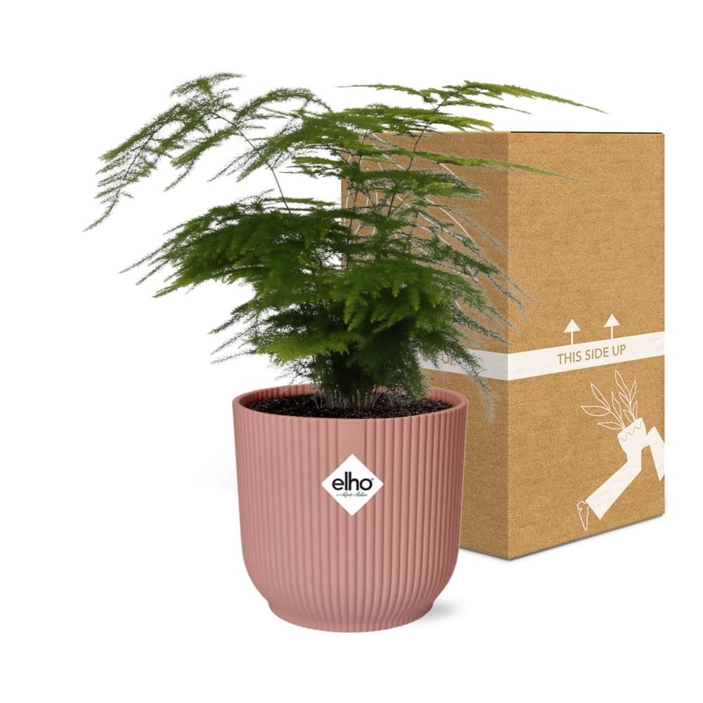 Asparagus Setaceus ‘Plumosus’ in ELHO Vibes Fold 14cm roze (21729)