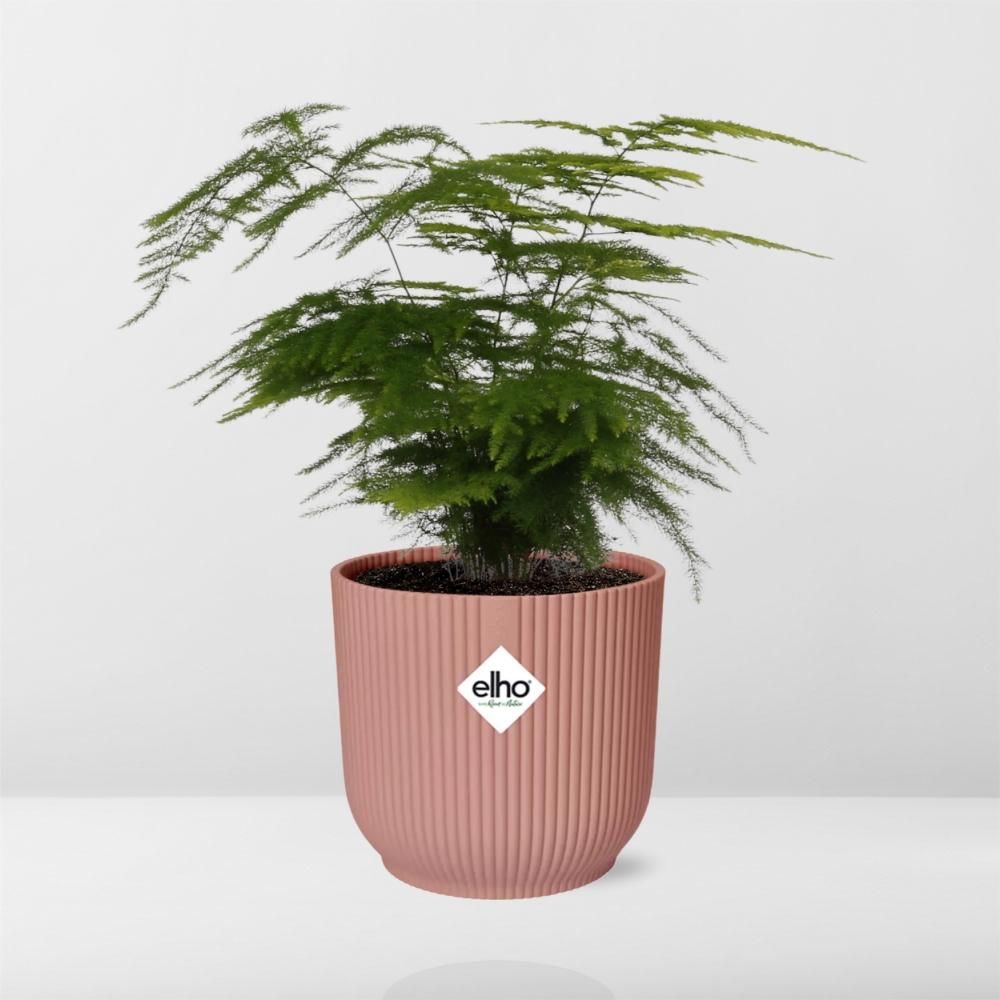Asparagus Setaceus ‘Plumosus’ in ELHO Vibes Fold 14cm roze (21729)