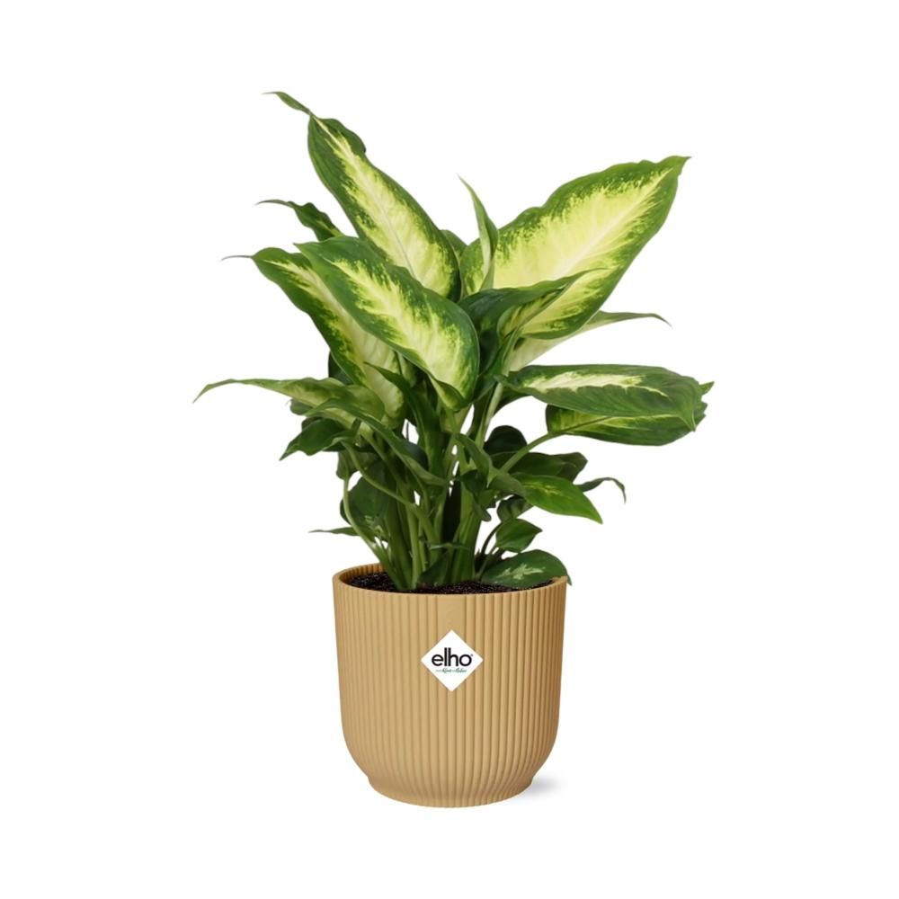 Dieffenbachia ‘Camilla’ in ELHO Vibes Fold 14cm geel (21787)