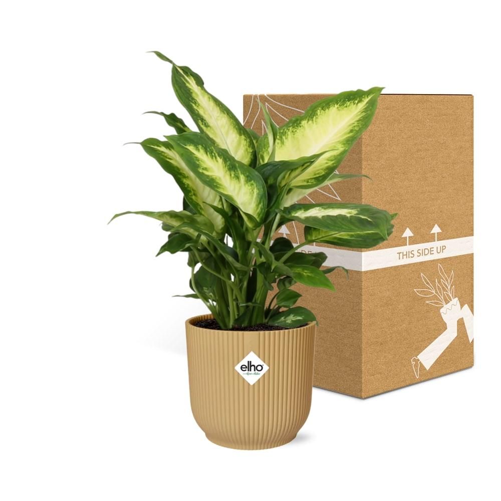 Dieffenbachia ‘Camilla’ in ELHO Vibes Fold 14cm geel (21787)