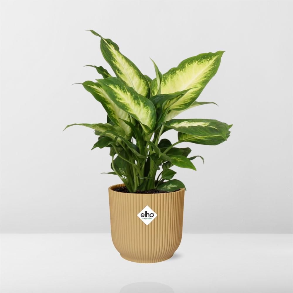 Dieffenbachia ‘Camilla’ in ELHO Vibes Fold 14cm geel (21787)