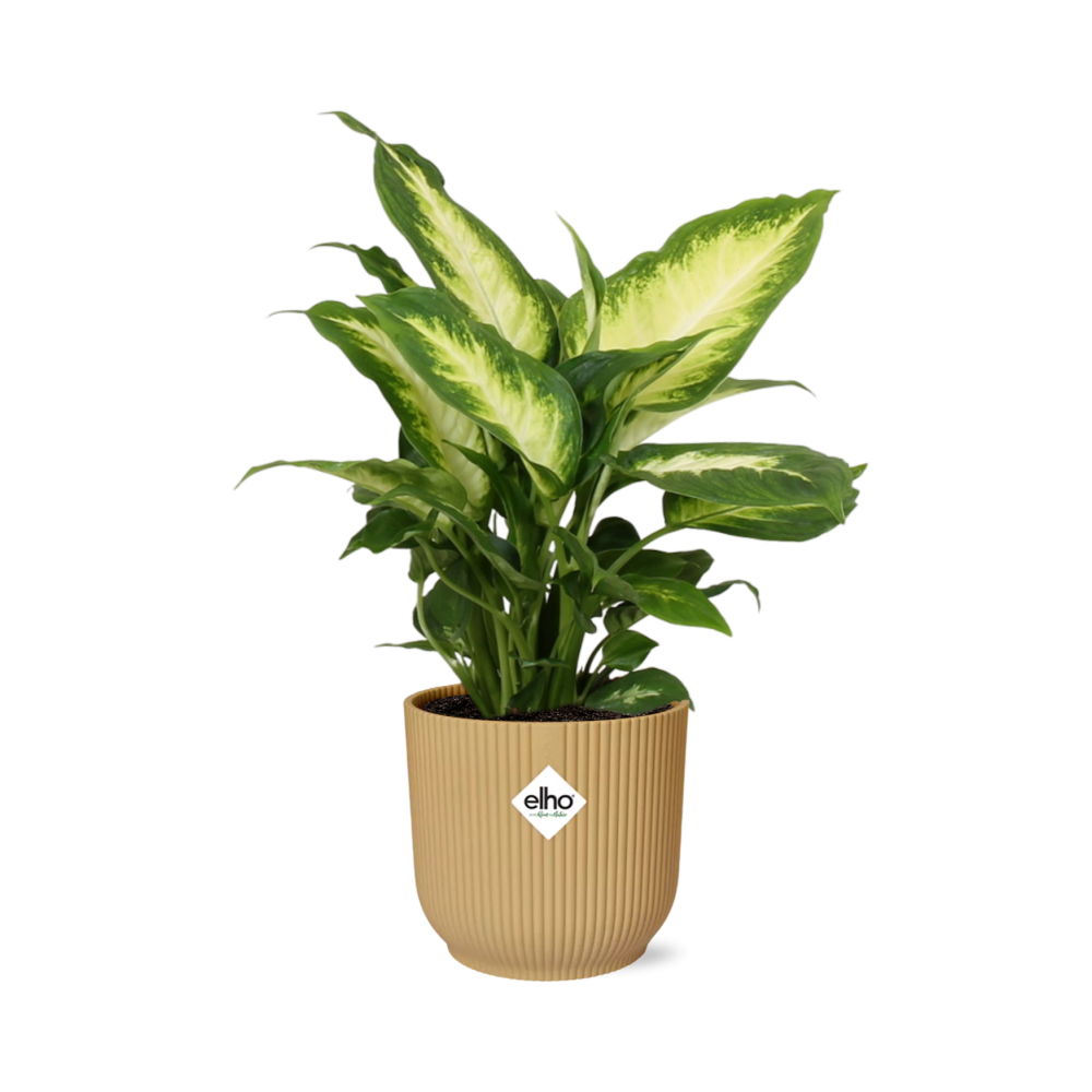 Dieffenbachia ‘Camilla’ in ELHO Vibes Fold 14cm geel (21787)