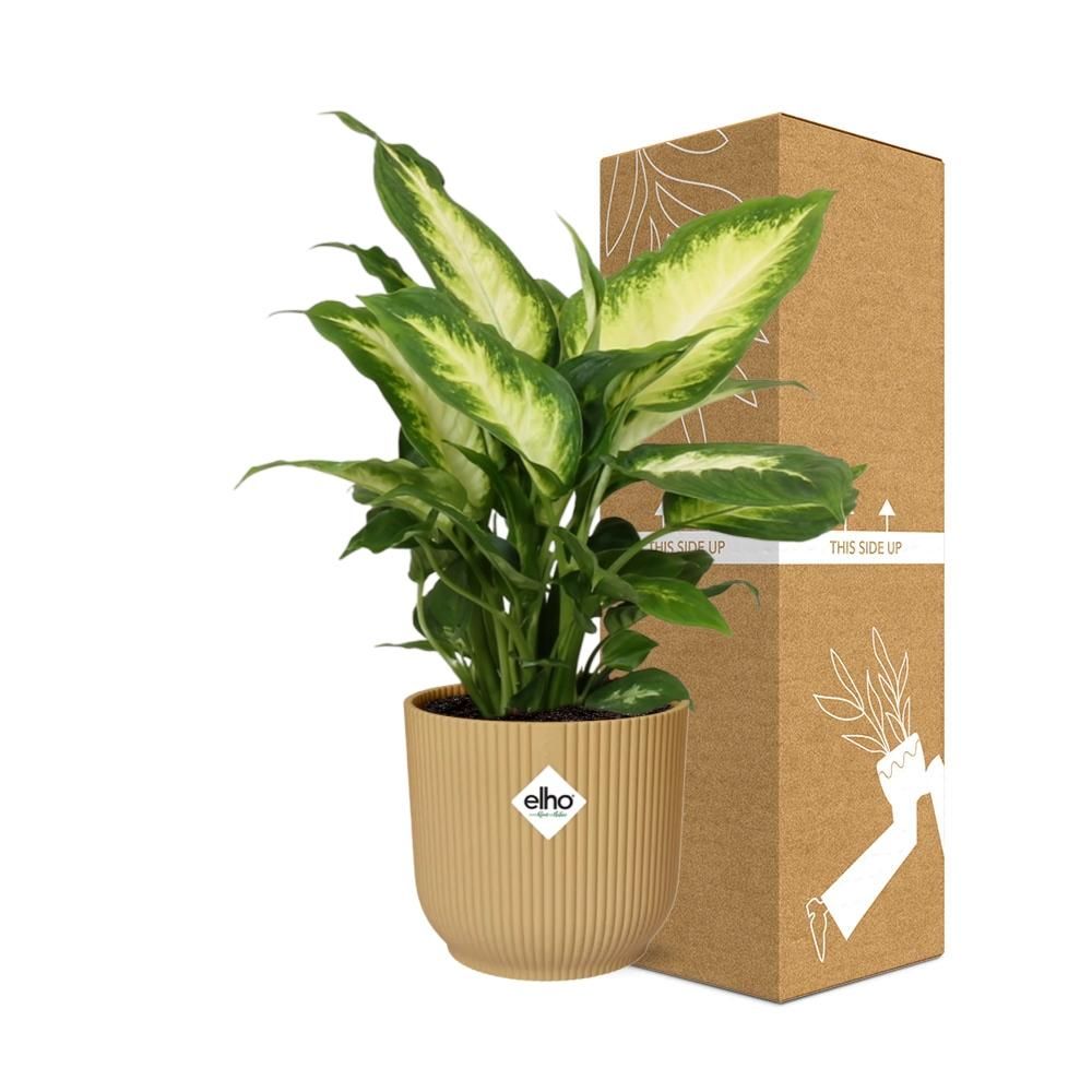 Dieffenbachia ‘Camilla’ in ELHO Vibes Fold 14cm geel (21787)
