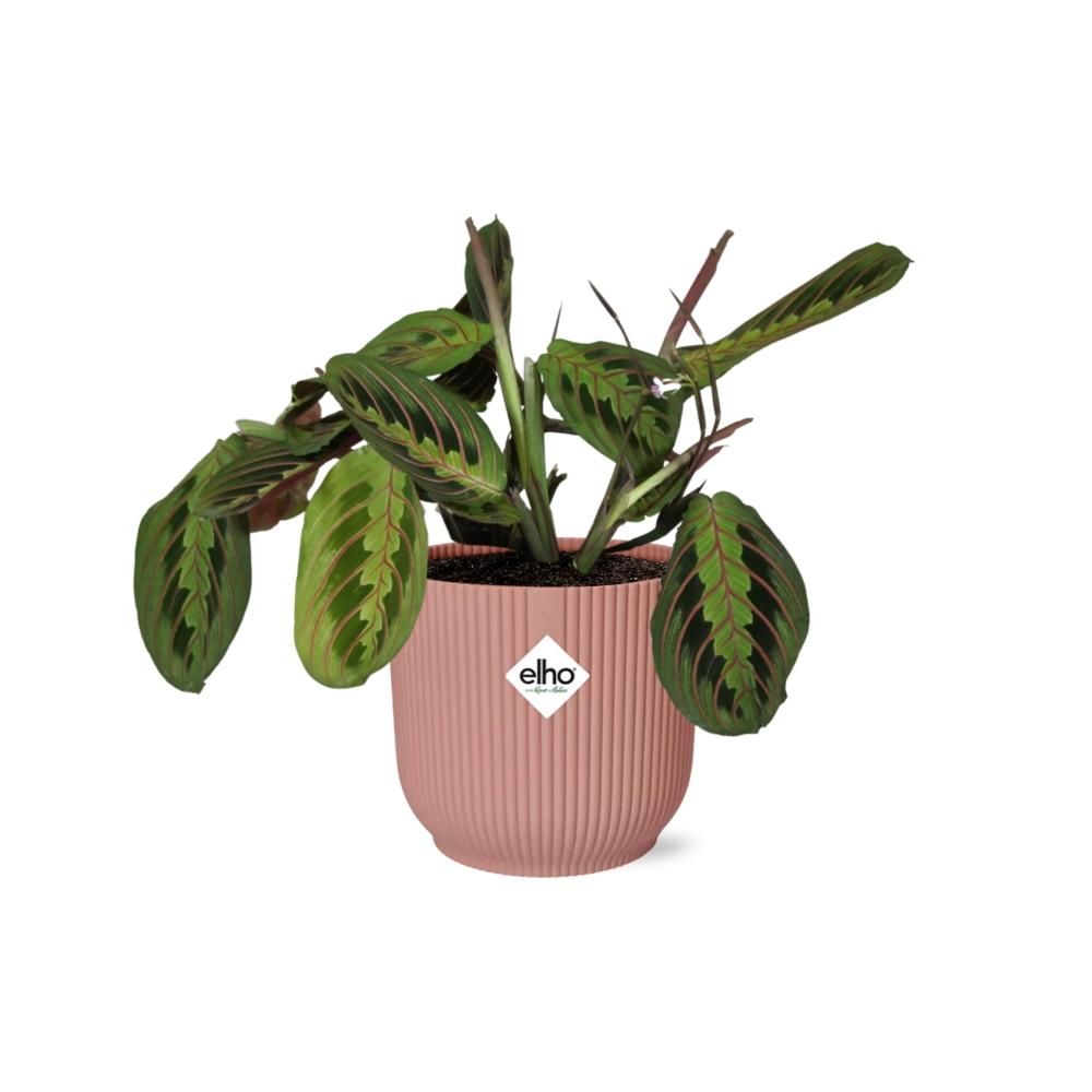 Maranta Leuconeura ‘Fascinator’ Tricolor in ELHO Vibes Fold 14cm roze (21719)