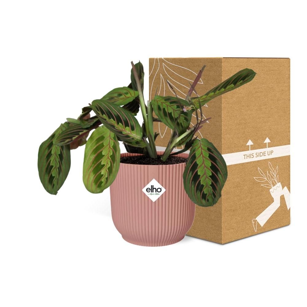 Maranta Leuconeura ‘Fascinator’ Tricolor in ELHO Vibes Fold 14cm roze (21719)