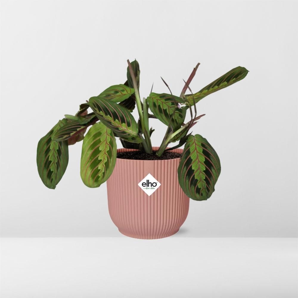 Maranta Leuconeura ‘Fascinator’ Tricolor in ELHO Vibes Fold 14cm roze (21719)