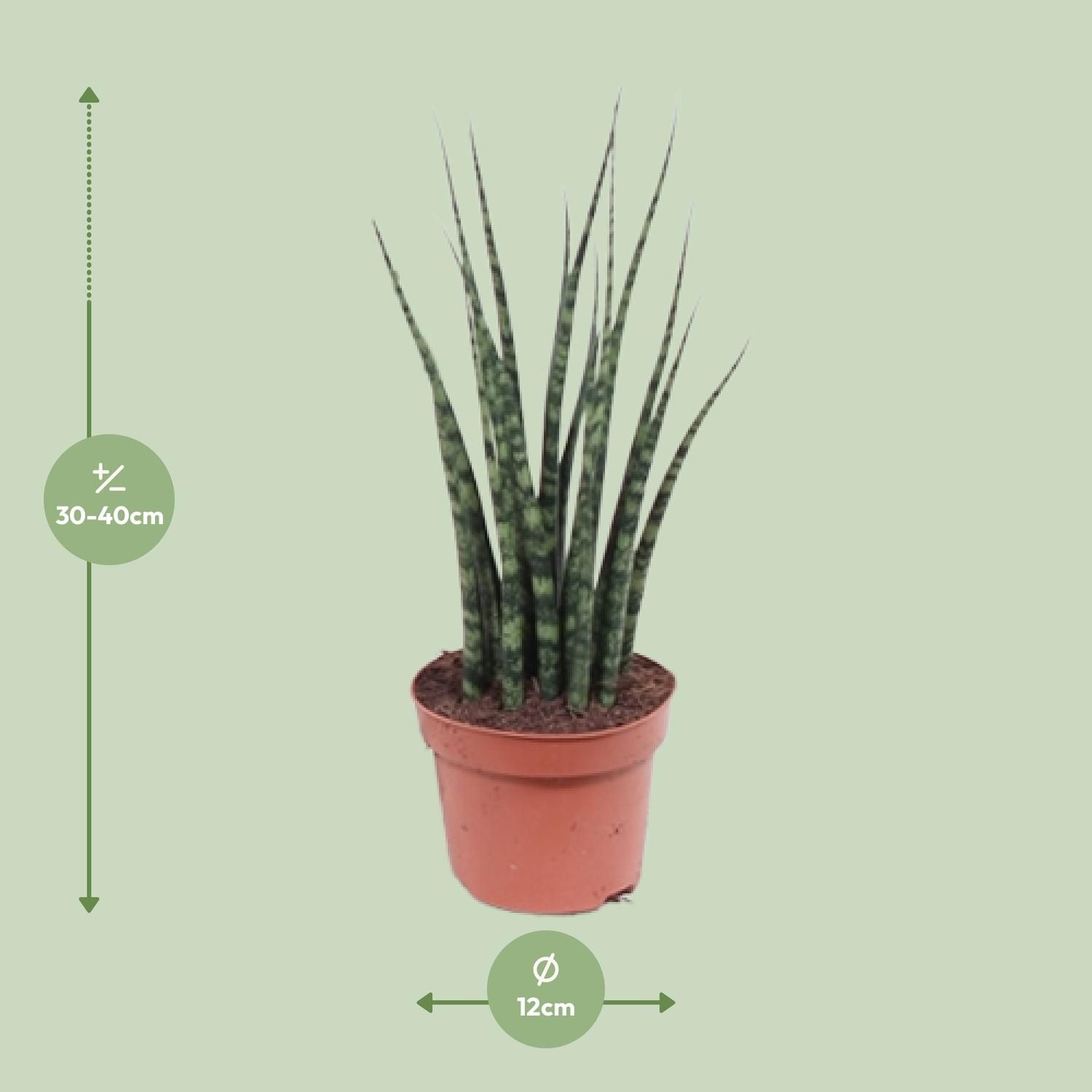 Sansevieria Fernwood Mikado (10179)