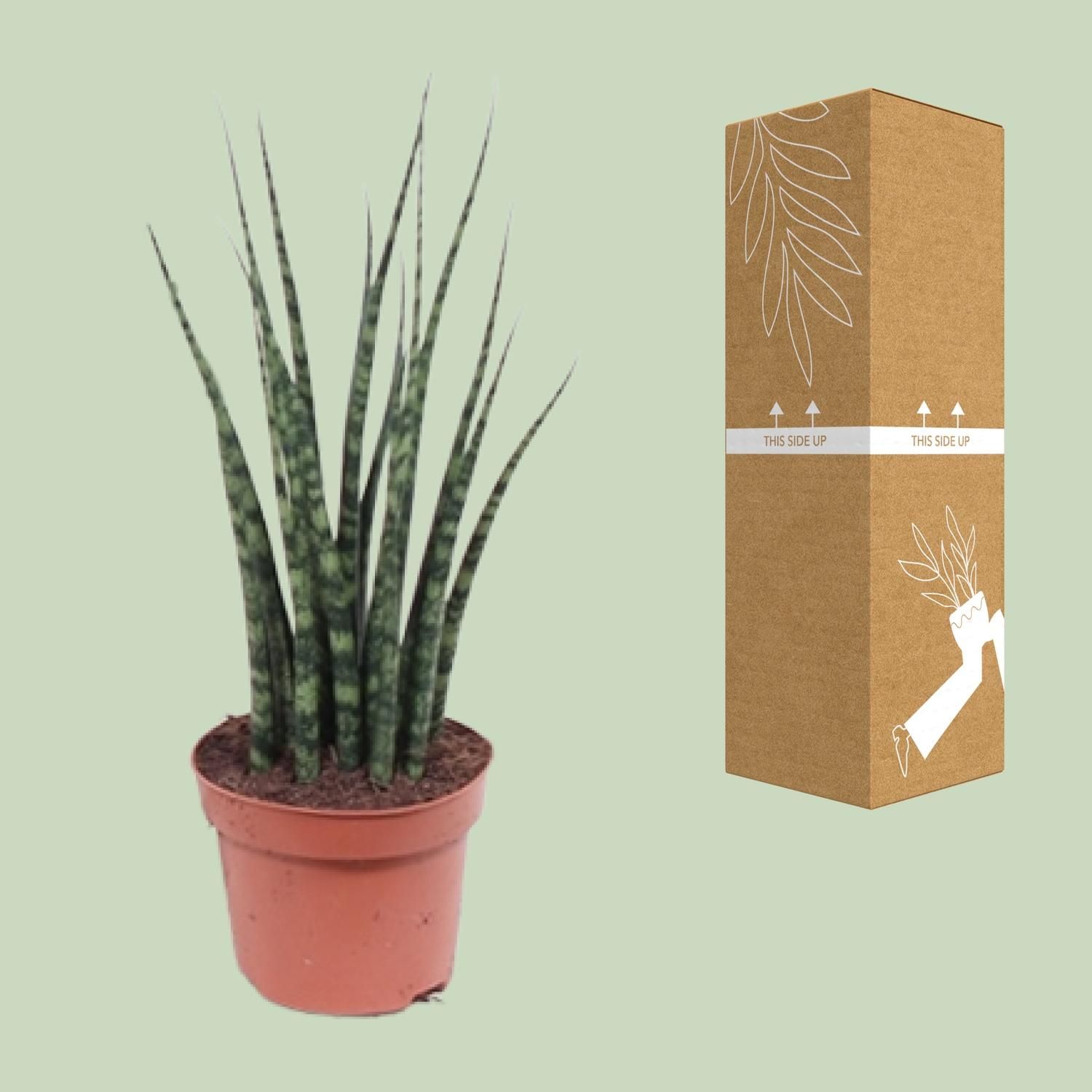 Sansevieria Fernwood Mikado (10179)