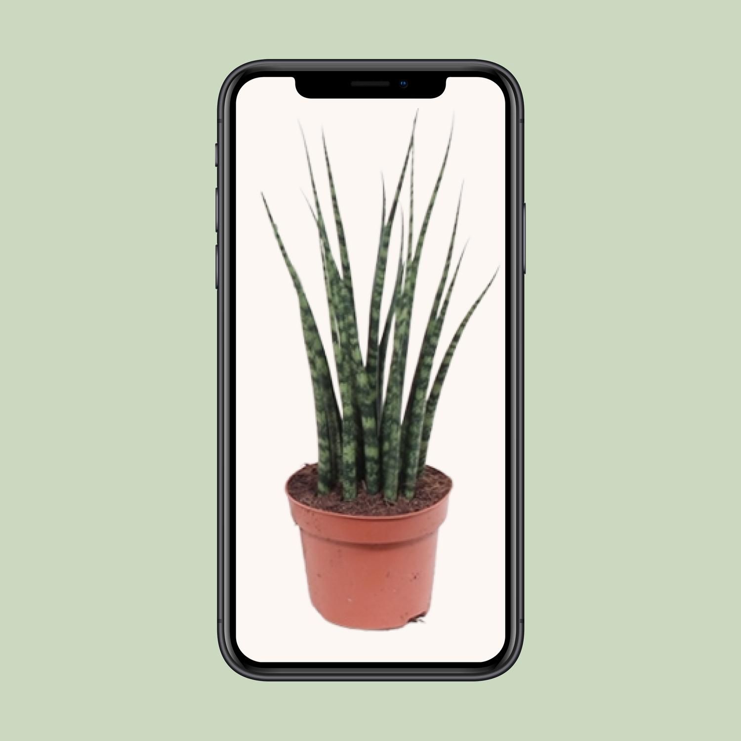 Sansevieria Fernwood Mikado (10179)