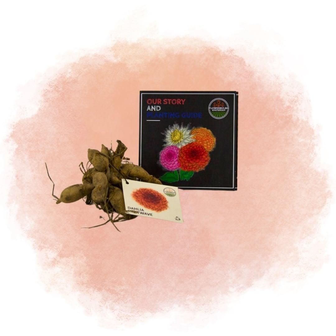 Flowerbulbs amsterdam 12 dahlia heatwave knollen voor 2 m², grote dieprode bloemen (8720938490699)