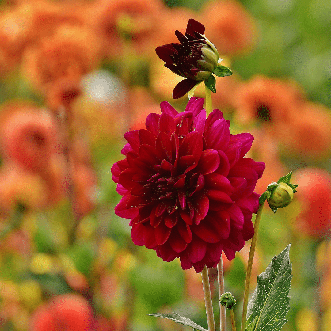 Flowerbulbs amsterdam 12 dahlia heatwave knollen voor 2 m², grote dieprode bloemen (8720938490699)