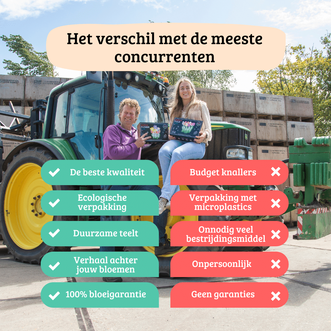 Flowerbulbs amsterdam 12 dahlia heatwave knollen voor 2 m², grote dieprode bloemen (8720938490699)