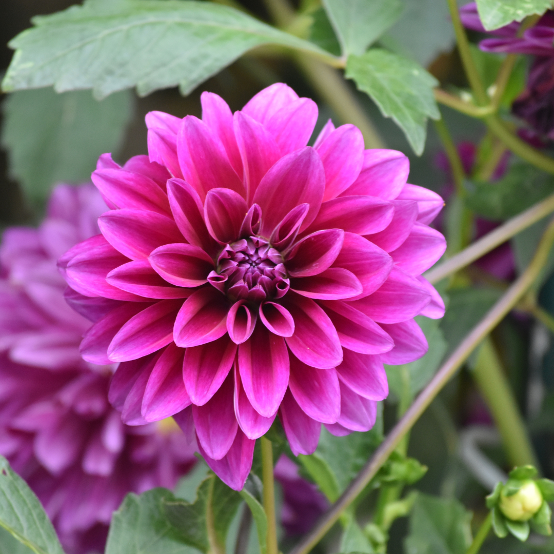 Flowerbulbs amsterdam 12 dahlia blue bell knollen voor 2 m², grote brede bloembladen (8720938490712)