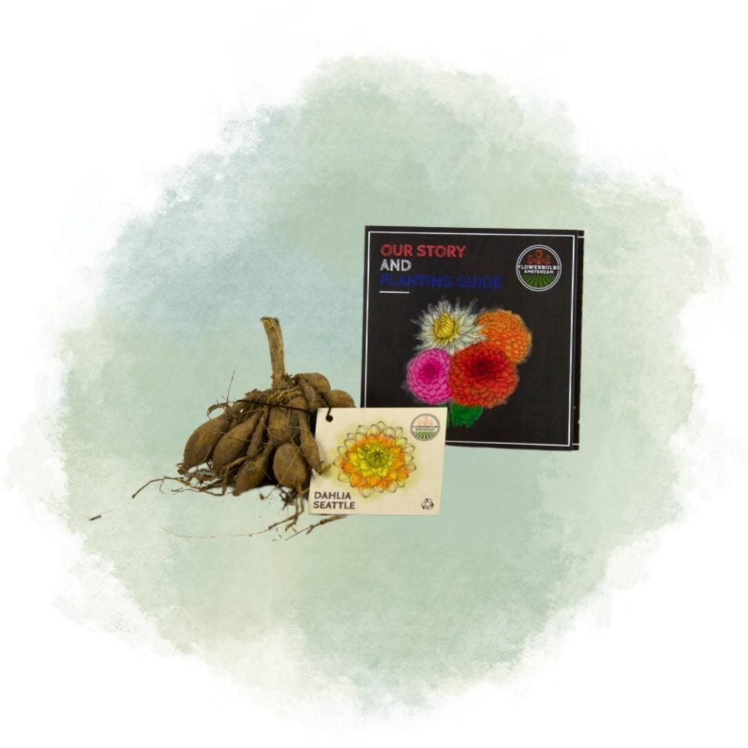 Flowerbulbs amsterdam 12 dahlia seattle knollen voor 2 m², grootbloemige uitstraling (8720938490613)