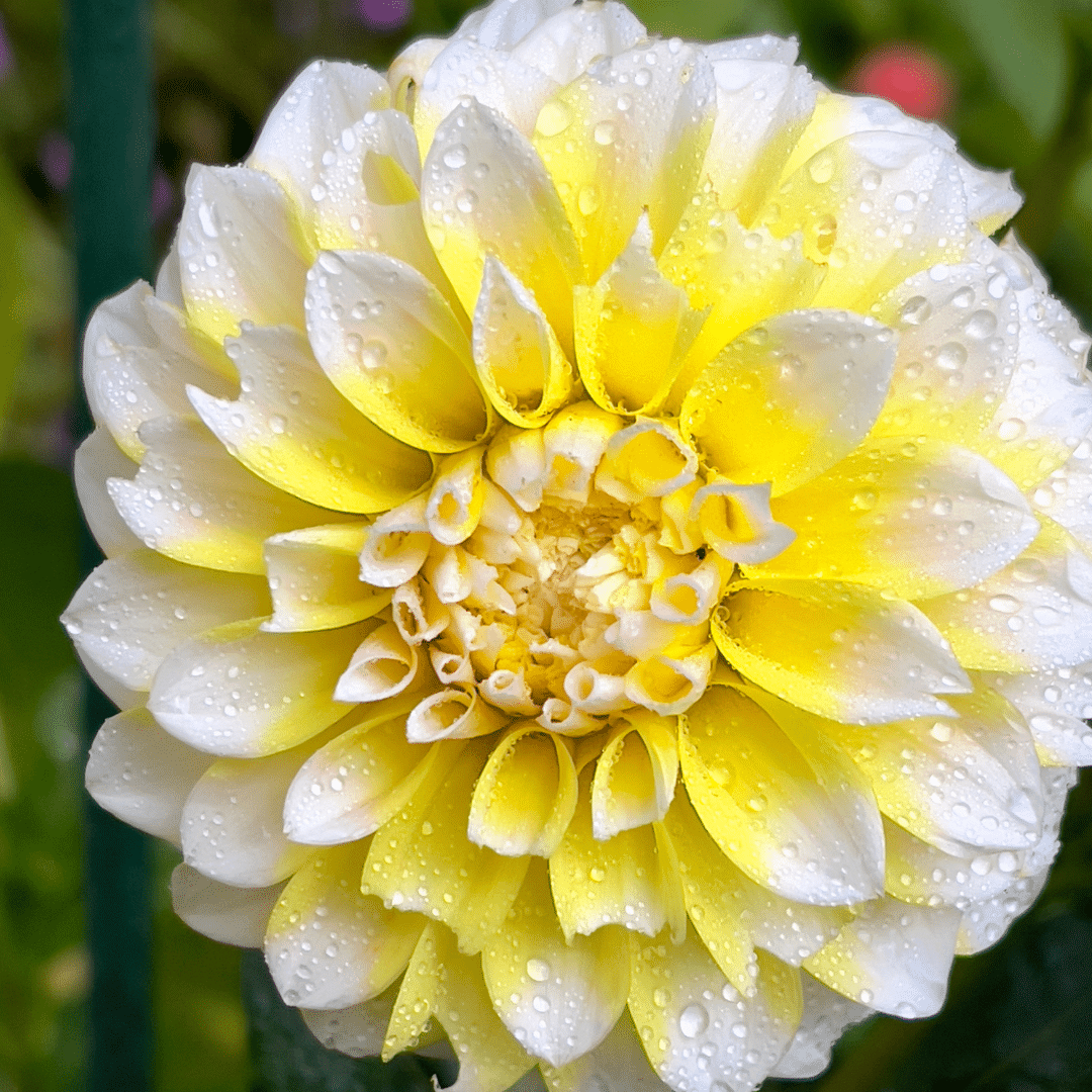 Flowerbulbs amsterdam 12 dahlia seattle knollen voor 2 m², grootbloemige uitstraling (8720938490613)