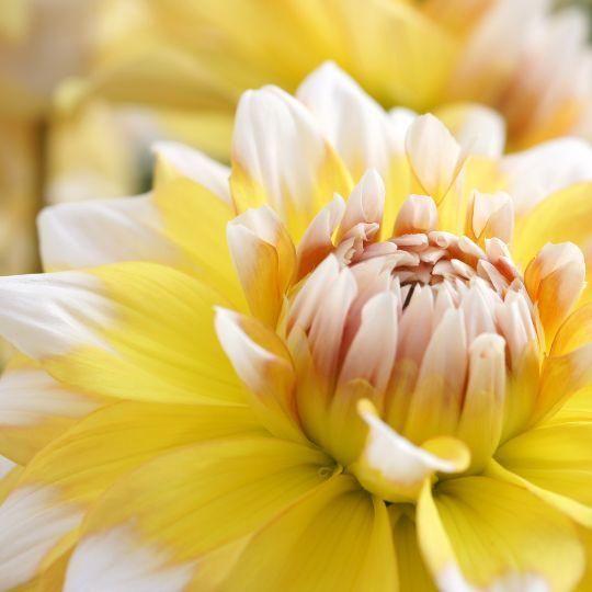 Flowerbulbs amsterdam 12 dahlia seattle knollen voor 2 m², grootbloemige uitstraling (8720938490613)