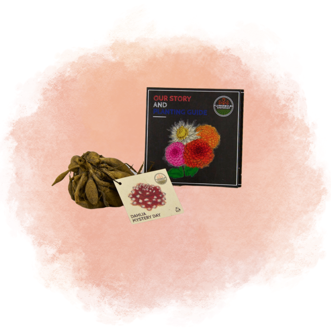 Flowerbulbs amsterdam 12 dahlia mystery day knollen voor 2 m², grootbloemige uitstraling (8720938490651)