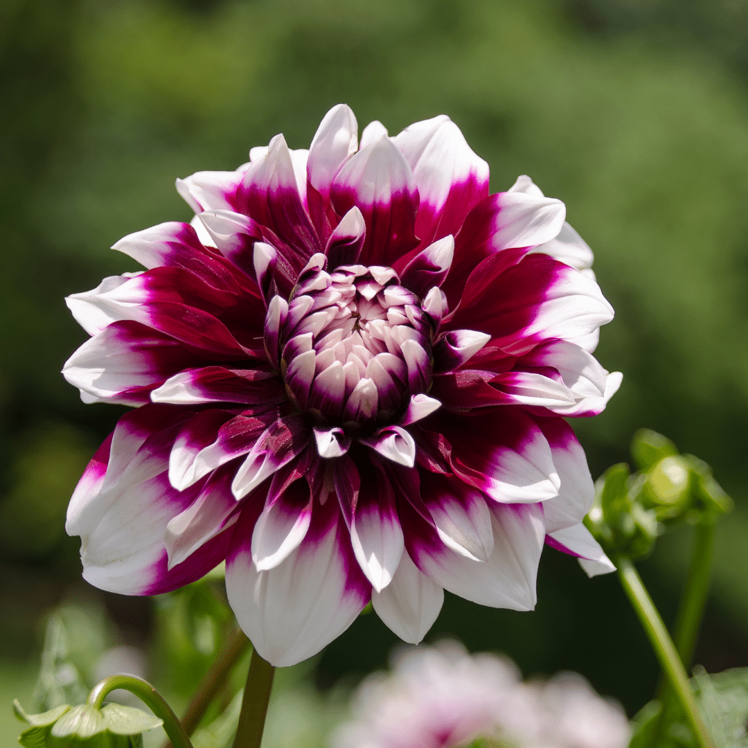 Flowerbulbs amsterdam 12 dahlia mystery day knollen voor 2 m², grootbloemige uitstraling (8720938490651)