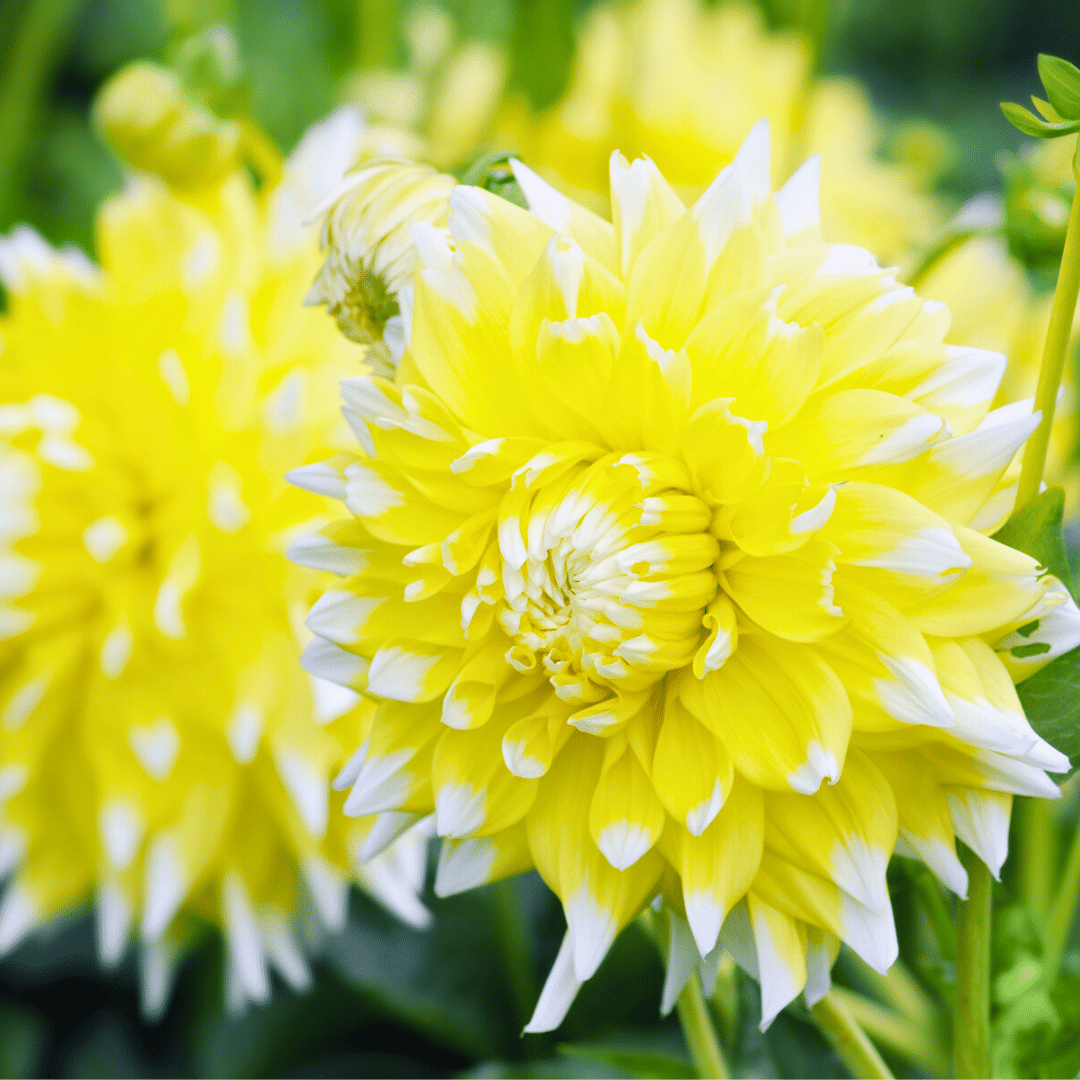 Flowerbulbs amsterdam Super Mix - pakket van 8 verschillende dahlia's, 1,5 m² dahlia plezier (8720938490576)