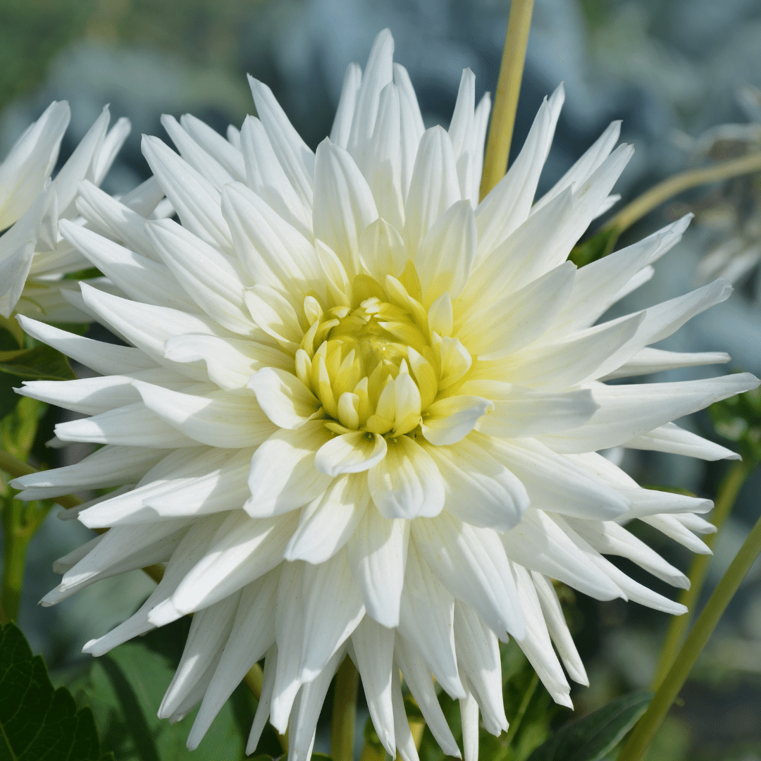 Flowerbulbs amsterdam Super Mix - pakket van 8 verschillende dahlia's, 1,5 m² dahlia plezier (8720938490576)