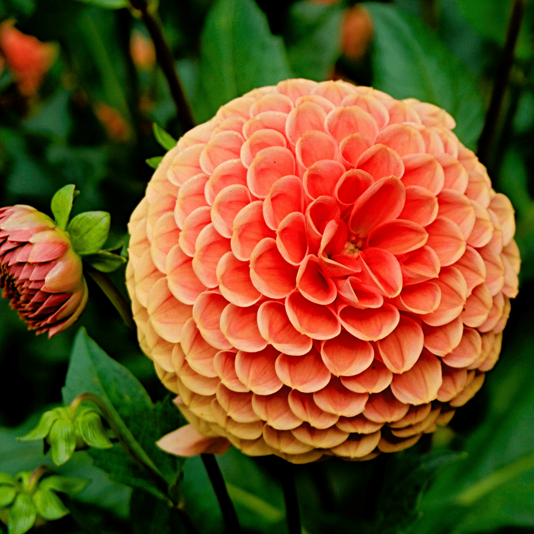 Flowerbulbs amsterdam Super Mix - pakket van 8 verschillende dahlia's, 1,5 m² dahlia plezier (8720938490576)