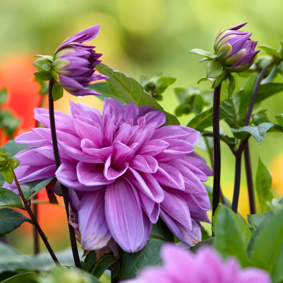 Flowerbulbs amsterdam Super Mix - 2x pakket van 8 verschillende dahlia's, 16 stuks in totaal, 2,5 m² dahlia plezier (8720938490583)
