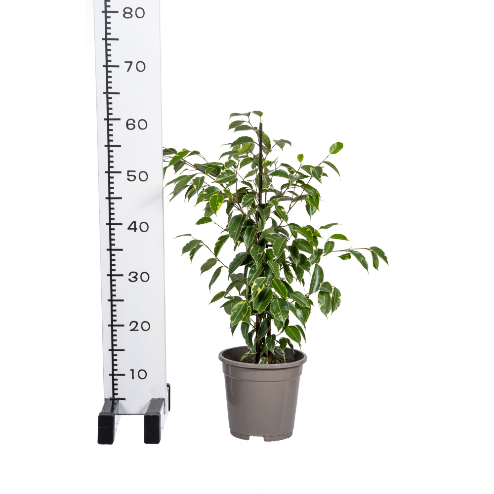 Ficus Benjamina Golden King Ø17cm - ↕60 (4250308317331)