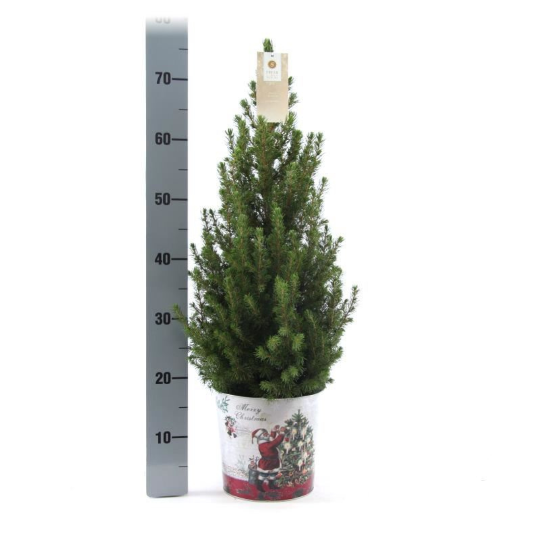 Plants by frank Kleine Kerstboom in Kerstmis sierpot - 70 cm - Picea Glauca Conica - Standalone (6095836593530)