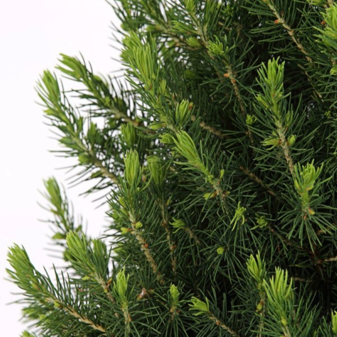 Plants by frank Kleine Kerstboom in Kerstmis sierpot - 70 cm - Picea Glauca Conica - Standalone (6095836593530)