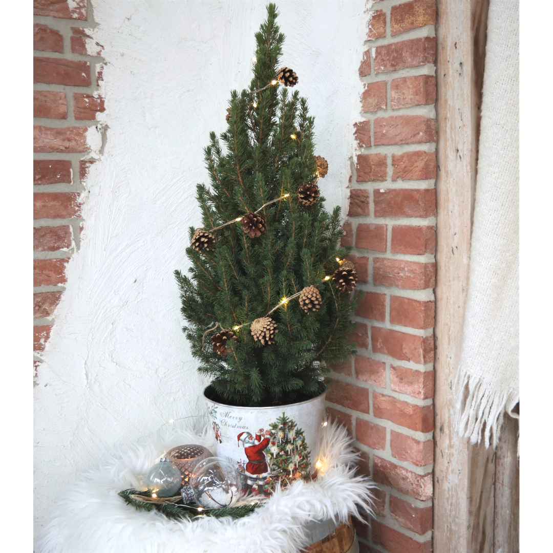 Plants by frank Kleine Kerstboom in Kerstmis sierpot - 70 cm - Picea Glauca Conica - Standalone (6095836593530)
