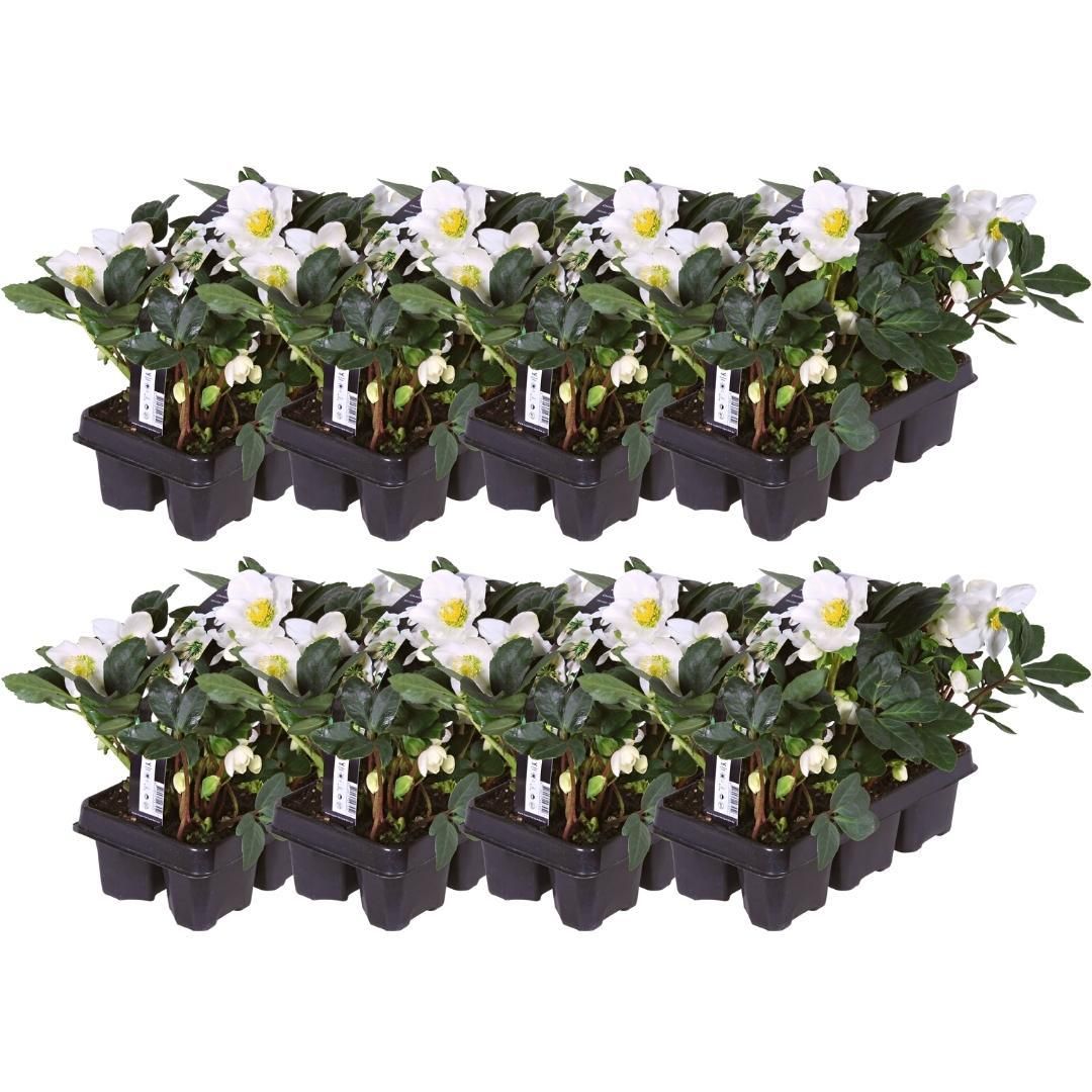 Plants by frank Set van 48 kerstroos planten | 48x Helleborus niger 'Christmas Carol' | 7 cm Ø | 20 cm ↕ (8721001420407)