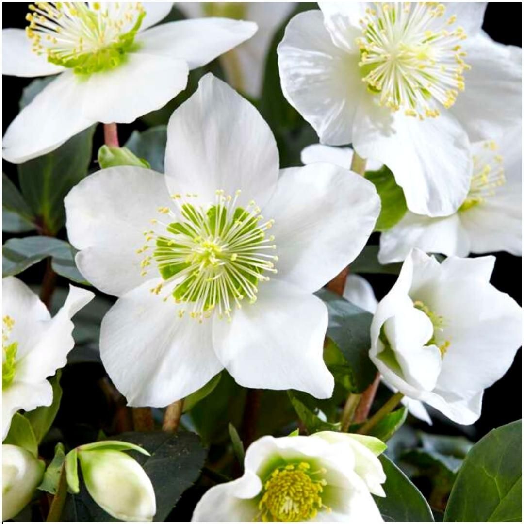 Plants by frank Set van 48 kerstroos planten | 48x Helleborus niger 'Christmas Carol' | 7 cm Ø | 20 cm ↕ (8721001420407)