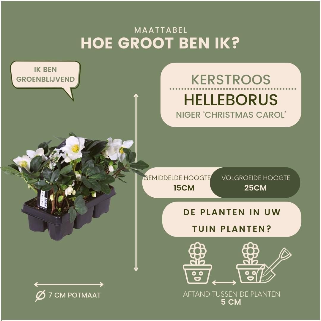 Plants by frank Set van 48 kerstroos planten | 48x Helleborus niger 'Christmas Carol' | 7 cm Ø | 20 cm ↕ (8721001420407)