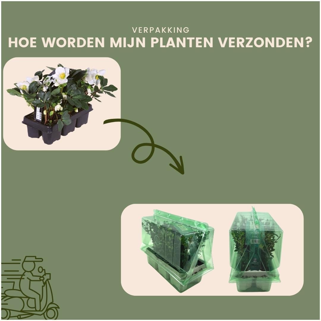 Plants by frank Set van 48 kerstroos planten | 48x Helleborus niger 'Christmas Carol' | 7 cm Ø | 20 cm ↕ (8721001420407)