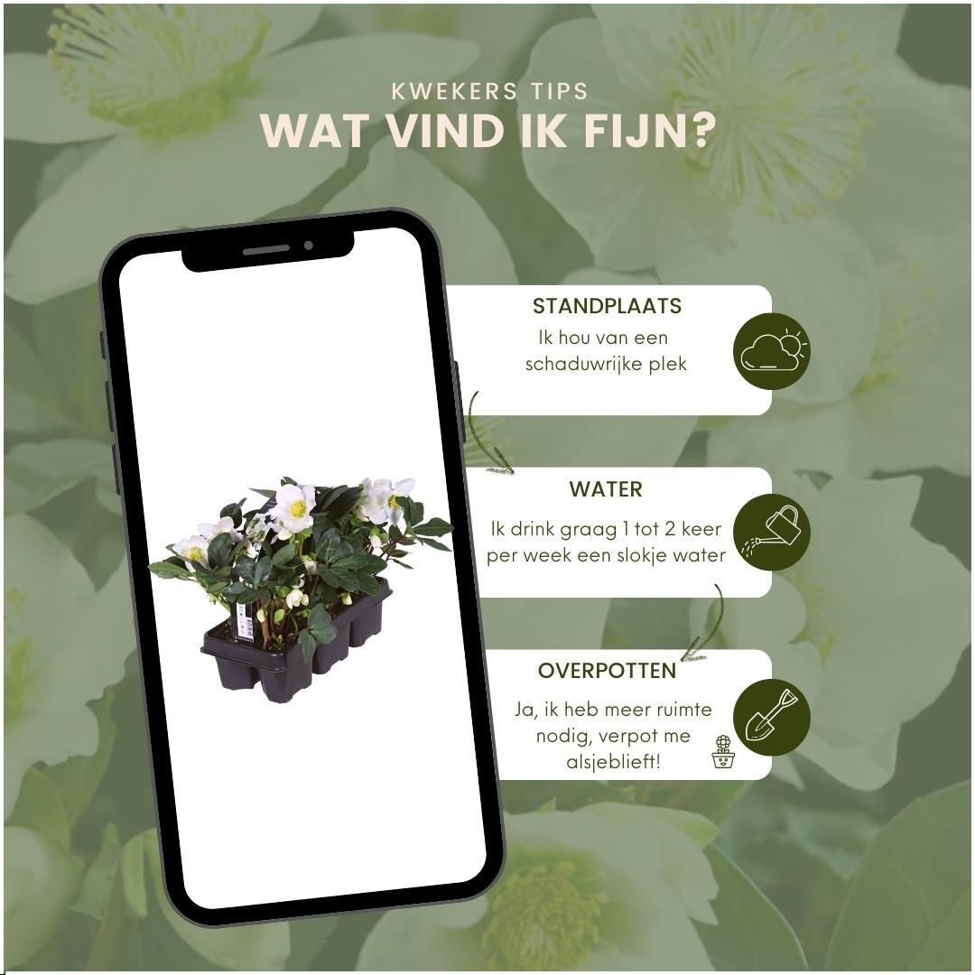 Plants by frank Set van 48 kerstroos planten | 48x Helleborus niger 'Christmas Carol' | 7 cm Ø | 20 cm ↕ (8721001420407)