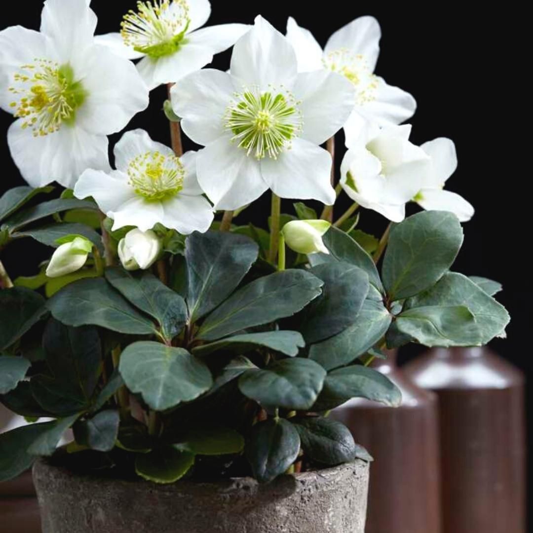 Plants by frank Set van 24 kerstroos planten | 24x Helleborus niger 'Christmas Carol' | 7 cm Ø | 20 cm ↕ (8721001420391)