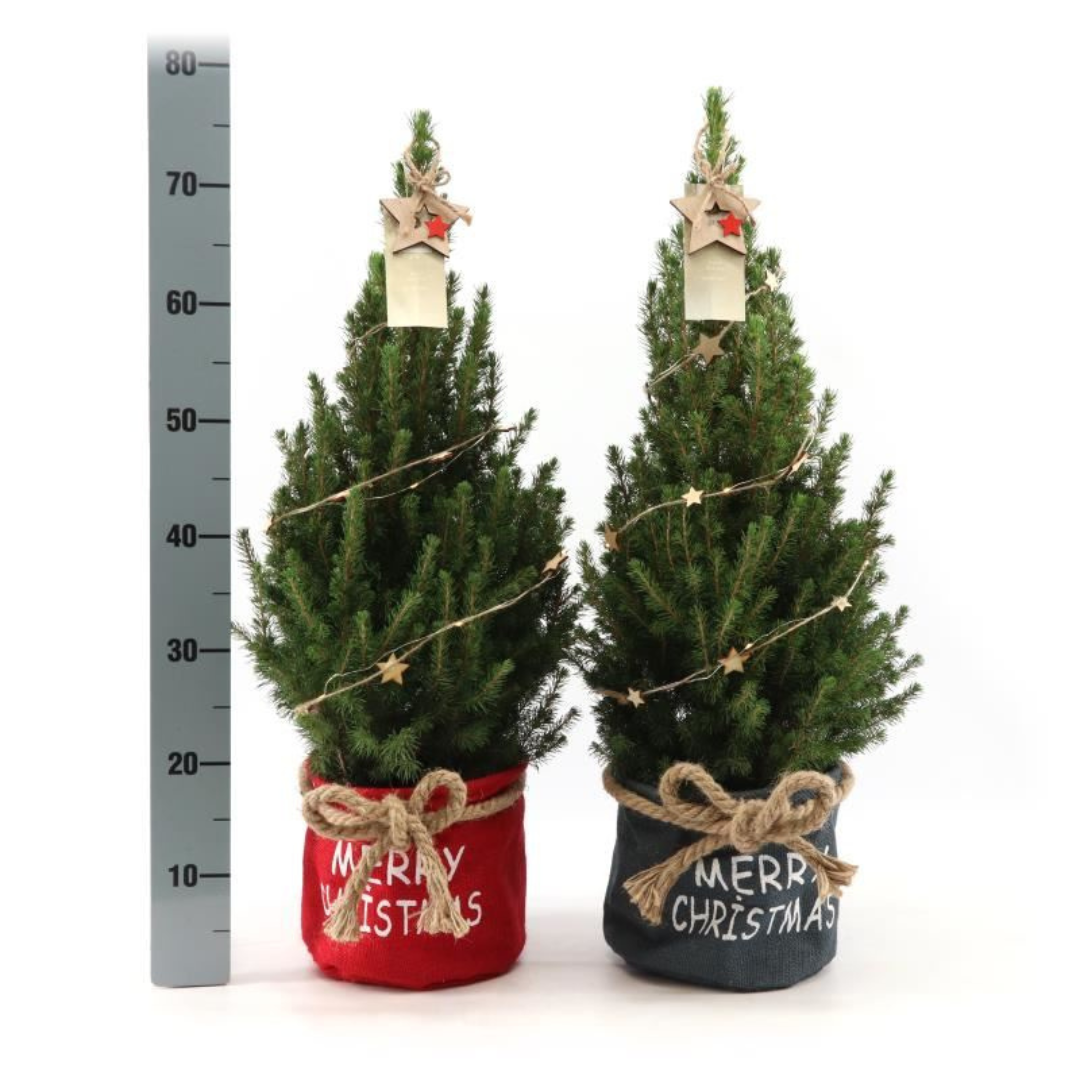 Plants by frank Kleine Kerstboom in Xmas Bag blauw - 70 cm - Picea Glauca Conica - Star lighting including batteries (6095853567569)