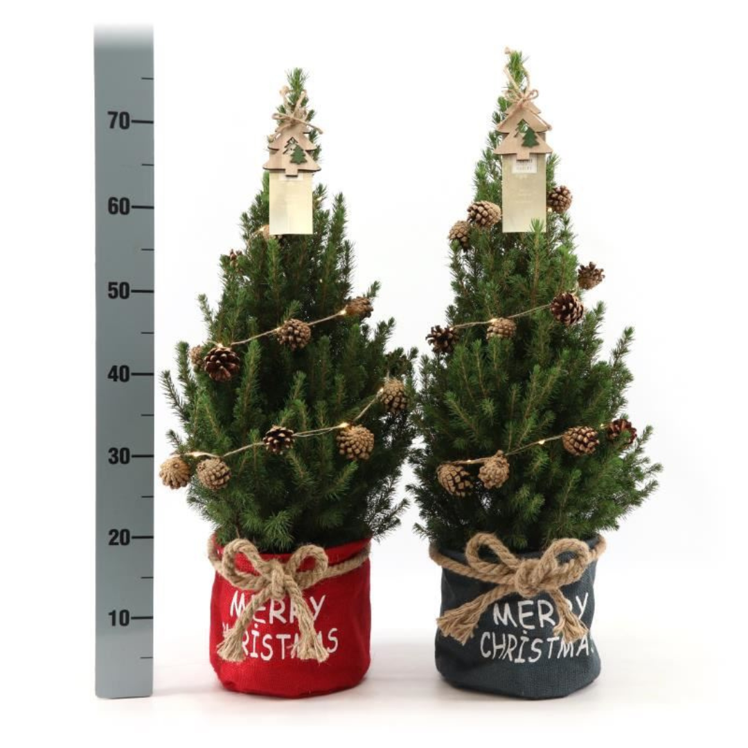 Plants by frank Kleine Kerstboom in Xmas Bag rood - 70 cm - Picea Glauca Conica - Pine cone lighting including batteries (6095848917911)