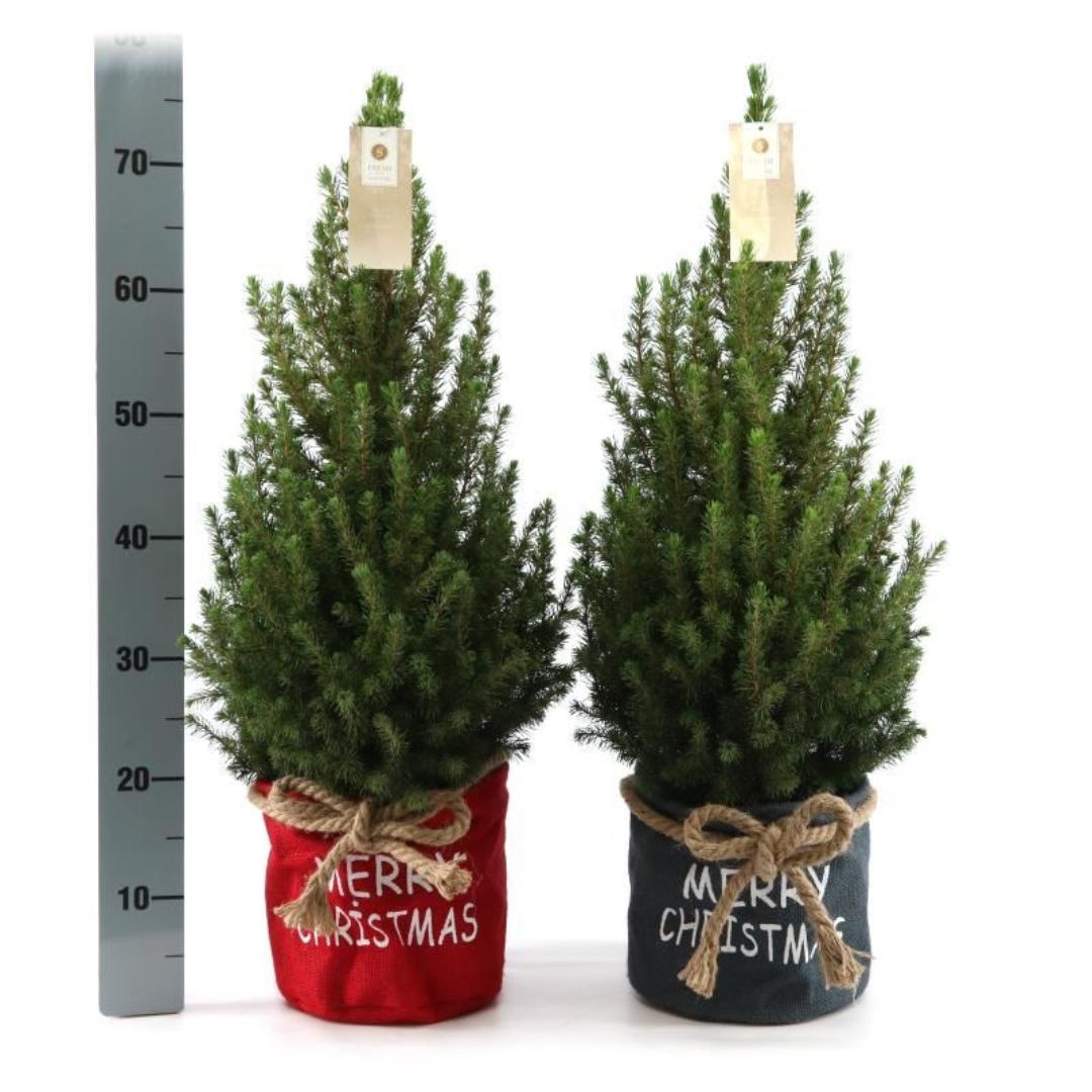 Plants by frank Kleine Kerstboom in Xmas Bag rood - 70 cm - Picea Glauca Conica - Standalone (6095843230213)