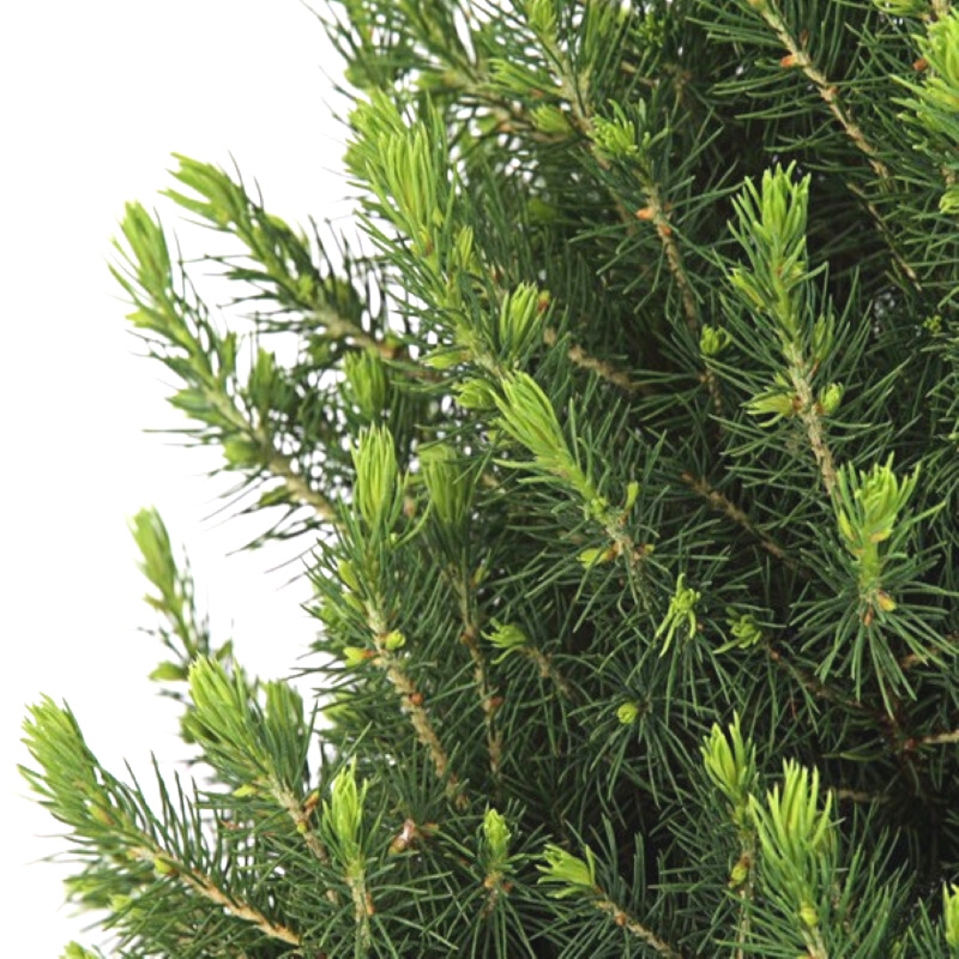Plants by frank Kleine Kerstboom in Xmas Bag rood - 70 cm - Picea Glauca Conica - Standalone (6095843230213)