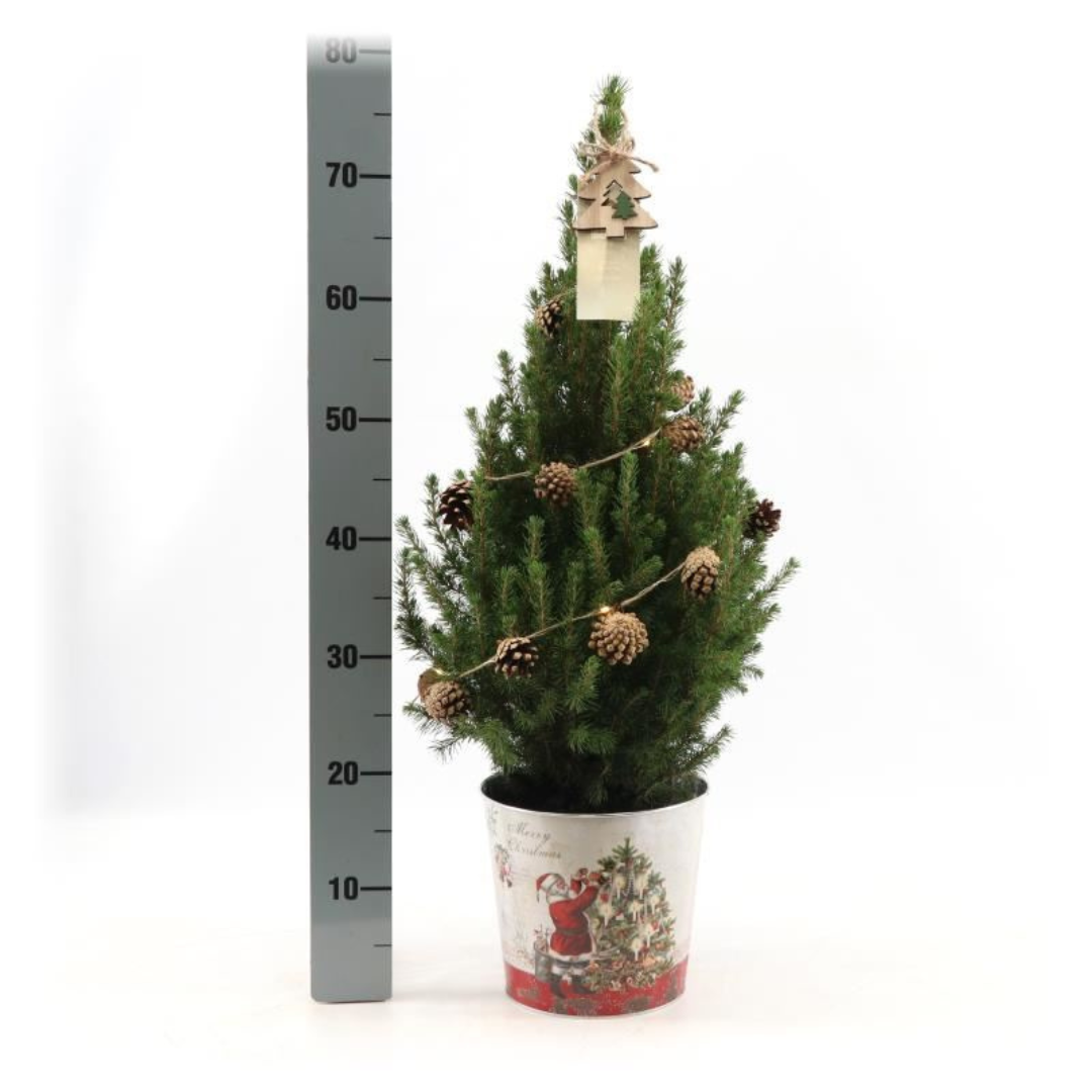 Plants by frank Kleine Kerstboom in Kerstmis sierpot - 70 cm - Picea Glauca Conica - Pine cone lighting including batteries (6095837441403)
