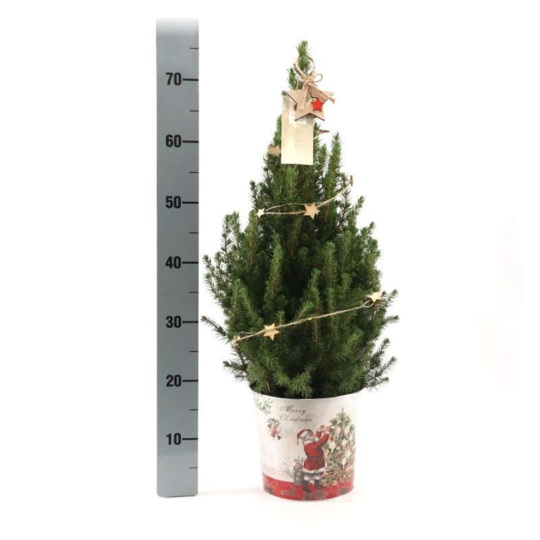 Plants by frank Kleine Kerstboom in Kerstmis sierpot - 70 cm - Picea Glauca Conica - Star lighting including batteries (6095837013044)